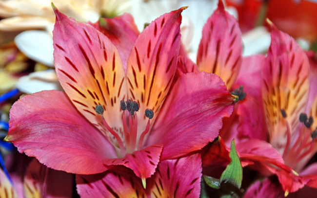 Обои картинки фото альстромерия, цветы, лепестки