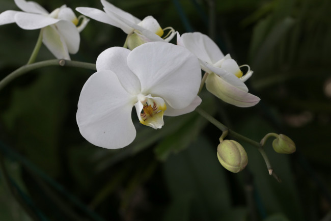 Обои картинки фото цветы, орхидеи, цветение, лепестки, цветки, фиолетовая, орхидея