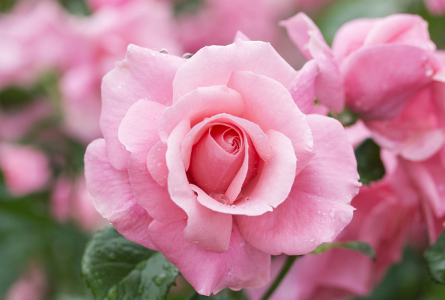 Обои картинки фото цветы, розы, красавица, розовый, роза