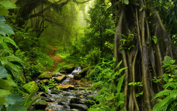 Картинка природа лес jungle тропики ручей джунгли кусты мох тропинка камни таиланд деревья листва зелень