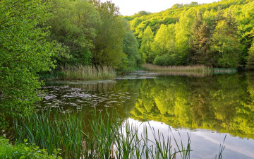Картинка природа реки озера отражение камыши деревья кусты берег вода зелень лето трава река