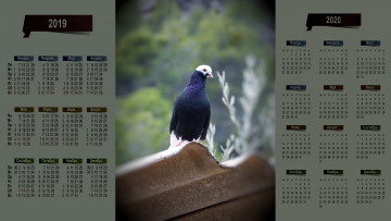 Картинка календари животные птица