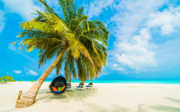 Картинка природа тропики море пляж пальма