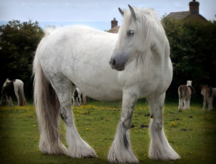 Картинка животные лошади мохнатый грива белый