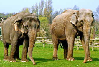 Картинка животные слоны хобот большой пара