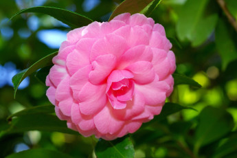 Картинка камелия цветы камелии розовый круглый