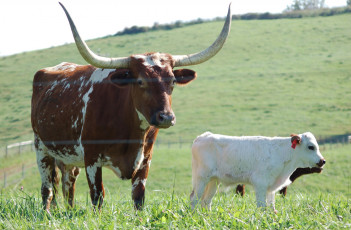 Картинка животные коровы буйволы трава рога