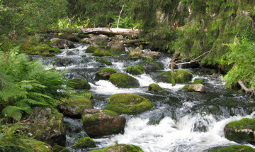 Картинка природа реки озера деревья камень вода