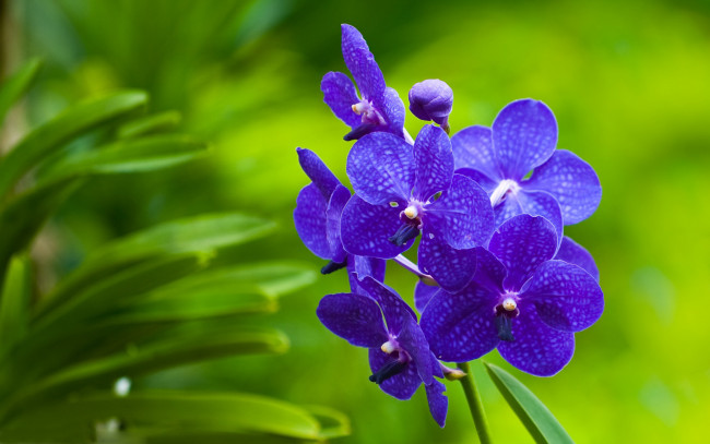 Обои картинки фото цветы, орхидеи, лепестки