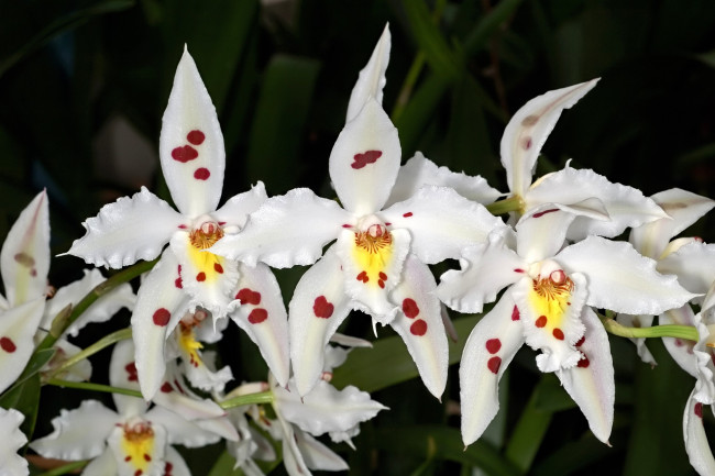 Обои картинки фото цветы, орхидеи, белый, пятна, ветка