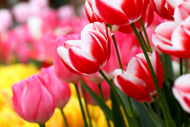 Обои картинки фото цветы, тюльпаны, пестрый, красно-белый, много