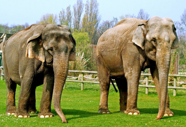 Обои картинки фото животные, слоны, хобот, большой, пара