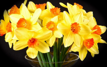 Картинка цветы нарциссы ваза желтые
