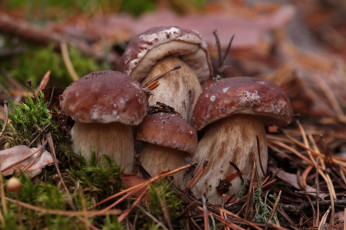 Картинка природа грибы лес мох