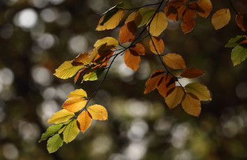 Картинка природа листья дерево ветка осень