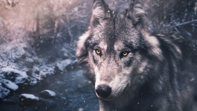 Обои картинки фото животные, волки,  койоты,  шакалы, красавец, портрет, волк, серый, природа, снег, морда, взгляд, глаза, лес, зима