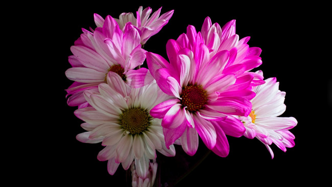 Обои картинки фото цветы, хризантемы, двухцветные