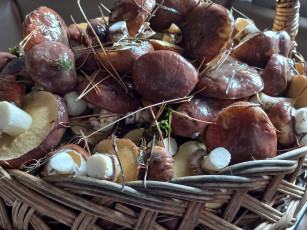 Картинка еда грибы +грибные+блюда маслята