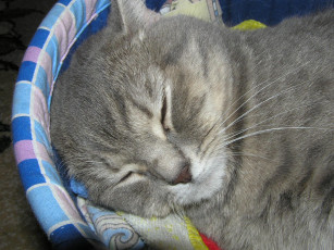 Картинка спит коляске животные коты