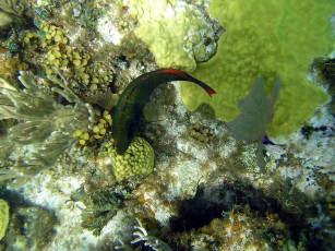 Картинка johnnys cay reef животные рыбы