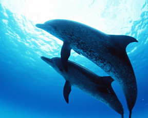 обоя дельфины, животные