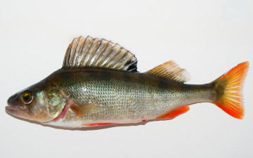 Картинка perch3 животные рыбы