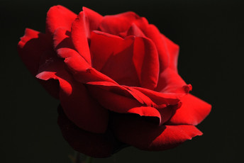 Картинка цветы розы тёмный красный