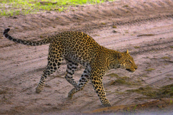 Картинка животные леопарды дорога дикая кошка