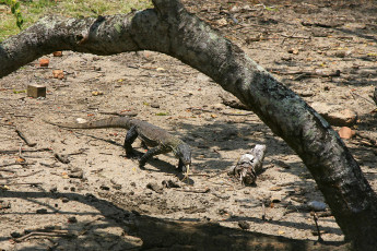 Картинка животные Ящерицы игуаны вараны раздвоенный язык