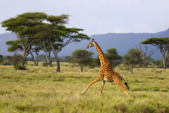 Картинка животные жирафы деревья трава