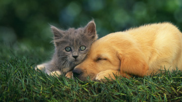 Картинка животные разные вместе собака котёнок