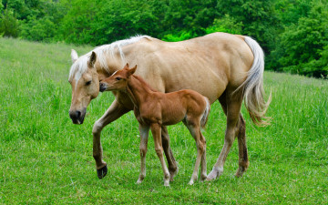 Картинка животные лошади трава лето