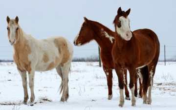 Картинка животные лошади зима снег