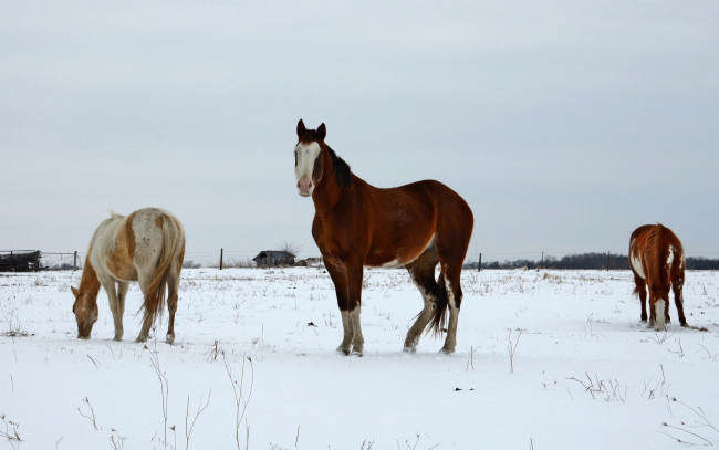 Обои картинки фото животные, лошади, снег, зима