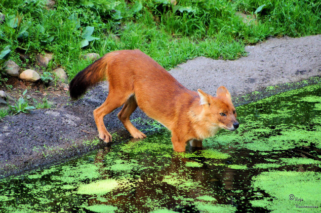 Обои картинки фото животные, лисы, вода, трава