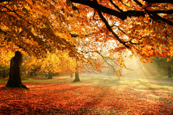 Картинка природа парк осень
