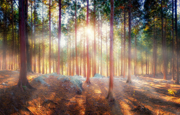 Картинка природа лес свет стволы сосновый бор сияние