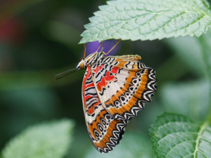 Картинка животные бабочки +мотыльки +моли листья насекомое усики крылья фон бабочка макро bob decker