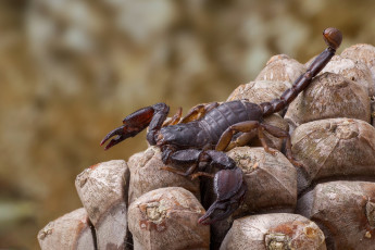 Картинка животные скорпионы камни скорпион