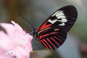 Картинка животные бабочки +мотыльки +моли листья насекомое усики крылья солнечно макро bob decker цветы фон бабочка