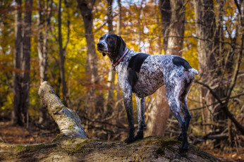 Картинка животные собаки лес пес