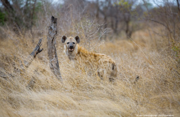 Картинка животные гиены +гиеновые+собаки заросли трава морда хищник африка саванна гиена