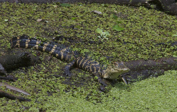 Картинка american+alligator животные крокодилы аллигатор
