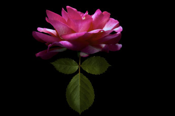 Картинка цветы розы пион