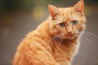Картинка животные коты усы мордочка рыжий кот взгляд