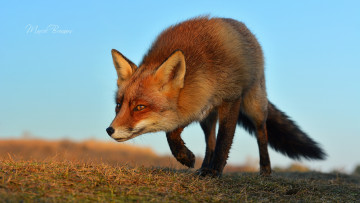 Картинка животные лисы морда хитрая лиса крадется