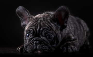 Картинка животные собаки мраморный мордочка щенок французский бульдог