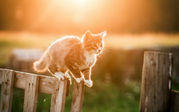 Картинка животные коты белый серый котенок кошка природа свет боке солнце забор