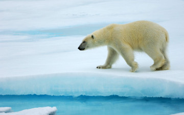 Картинка животные медведи снег лед полярный белый медведь арктика