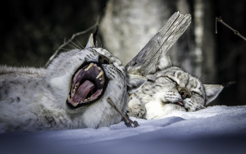Картинка животные рыси зевок сон парочка рысь снег пасть зима отдых